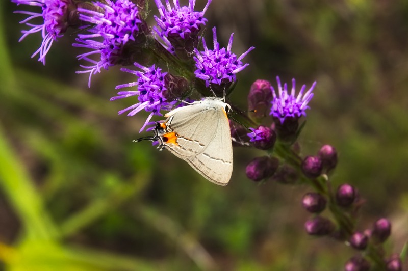Gray Hairstreak (Strymon melinus)