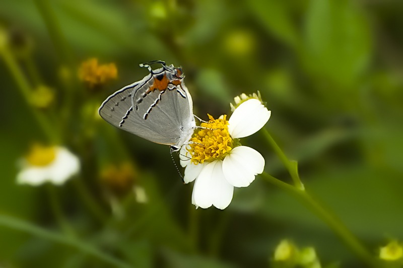 Gray Hairstreak (Strymon melinus)