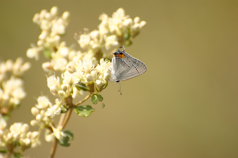 Gray Hairstreak (Strymon melinus)