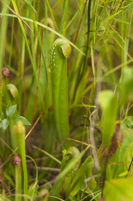 Hooded Pitcher Plant