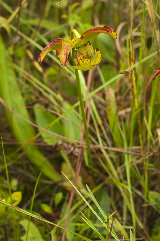 Hooded Pitcher Plant