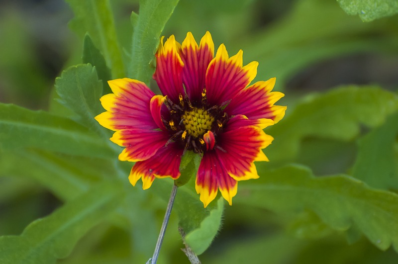 Indian Blanketflower