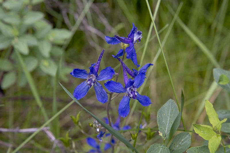 Kittitas Larkspur