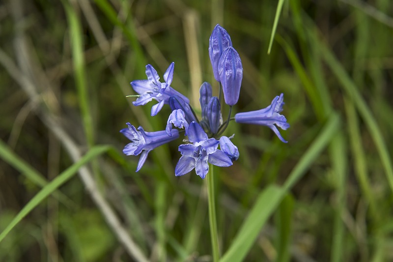 Large-flowered Brodiaea