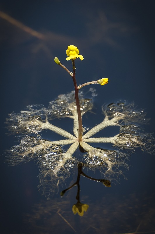 Leafy Bladderwort