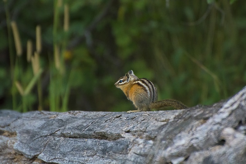 Least Chipmunk