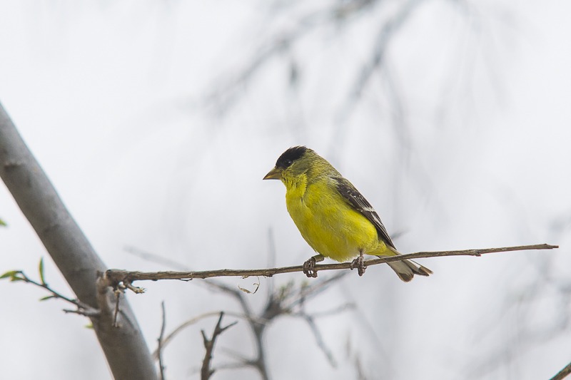 Lesser Goldfinch