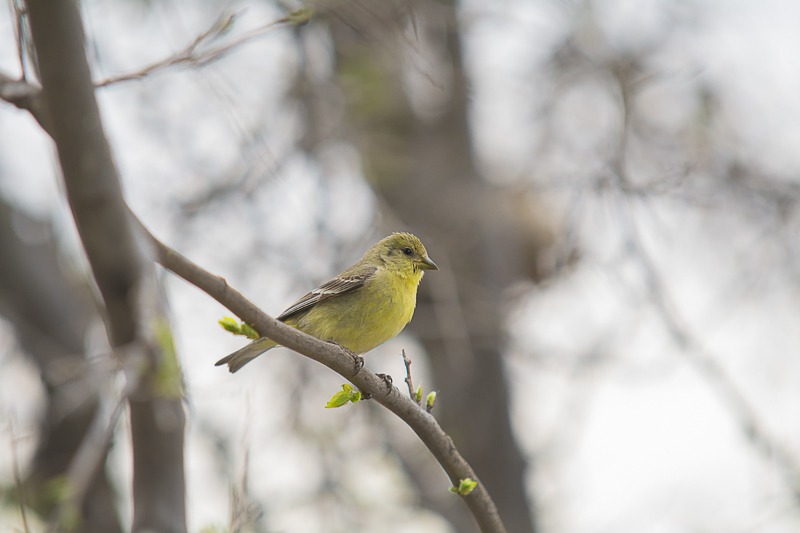 Lesser Goldfinch