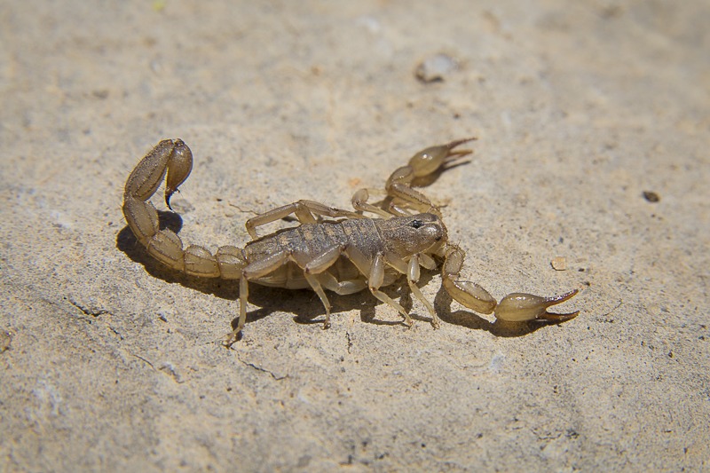 Lesser Stripetail Scorpion