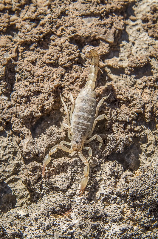 Lesser Stripetail Scorpion