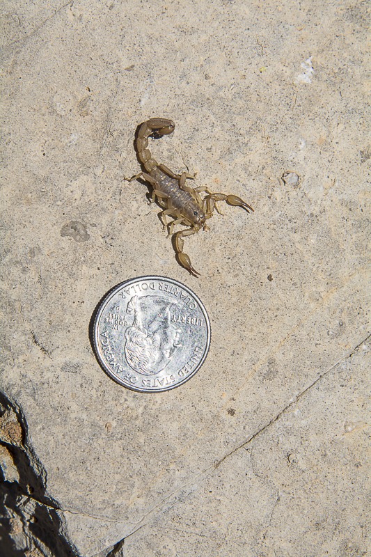 Lesser Stripetail Scorpion