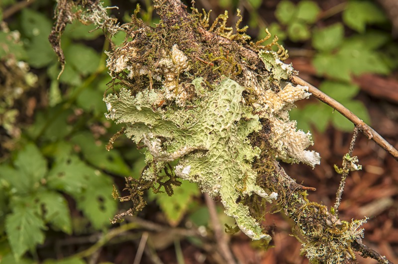 Lettuce Lichen