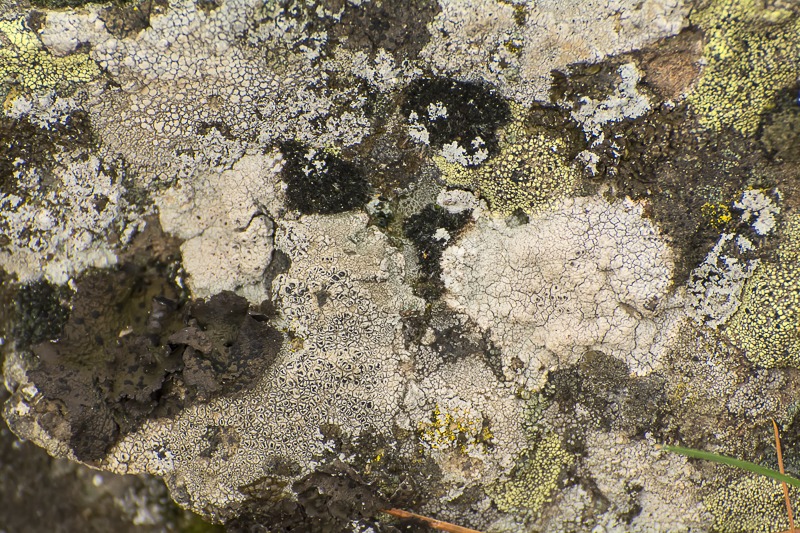 Lichen Community