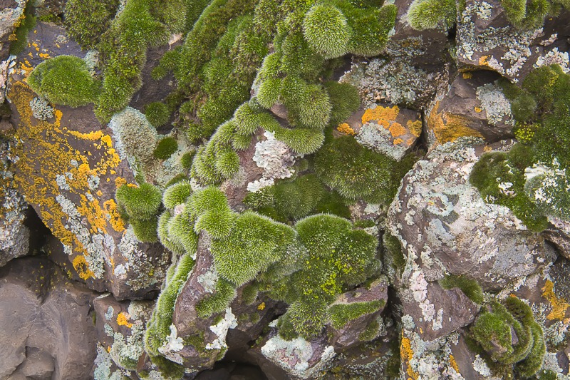 Lichen and Moss Community