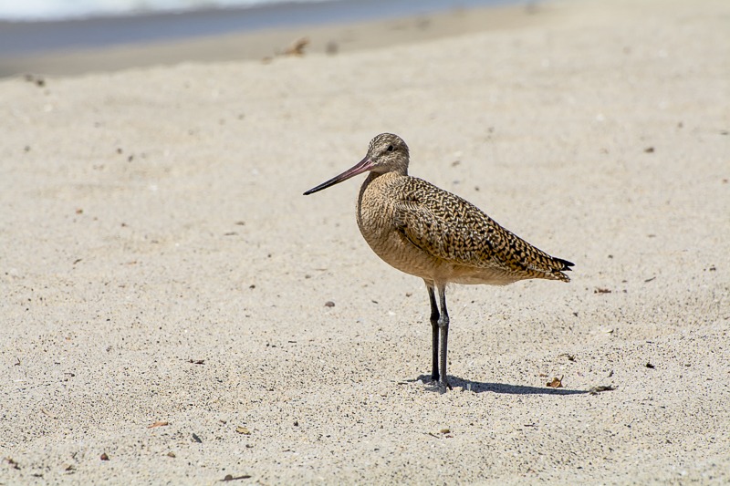 Marbled Godwits