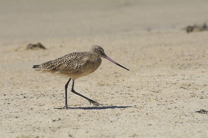 Marbled Godwit