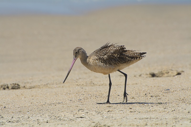 Marbled Godwits