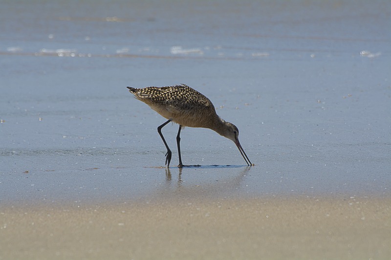 Marbled Godwit
