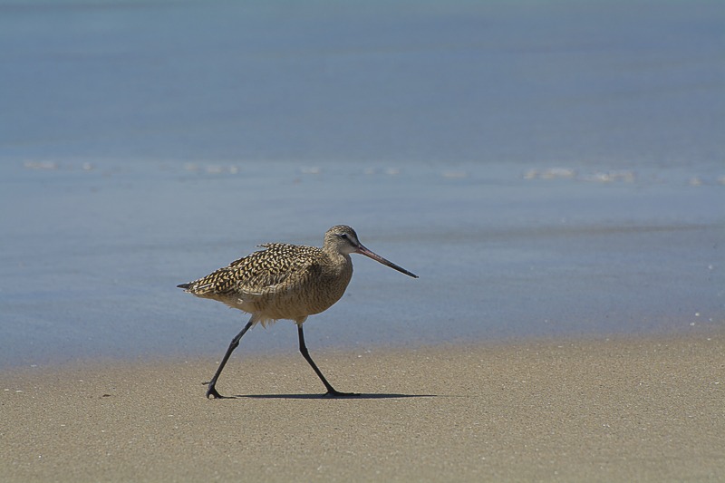 Marbled Godwit