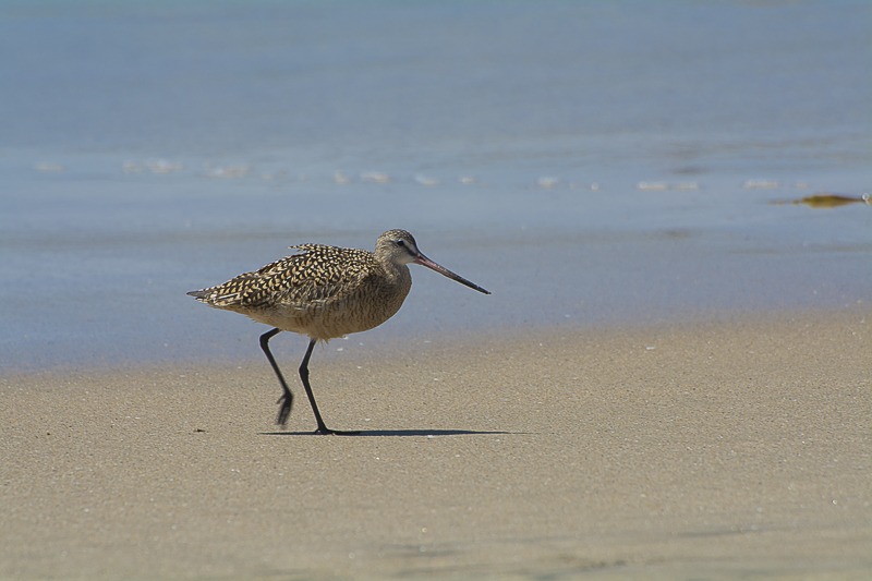 Marbled Godwit