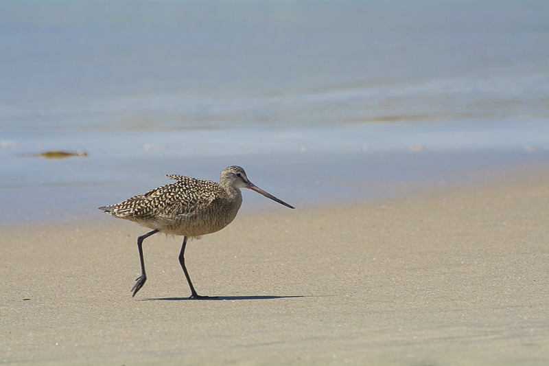 Marbled Godwit