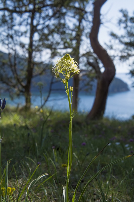 Death Camas