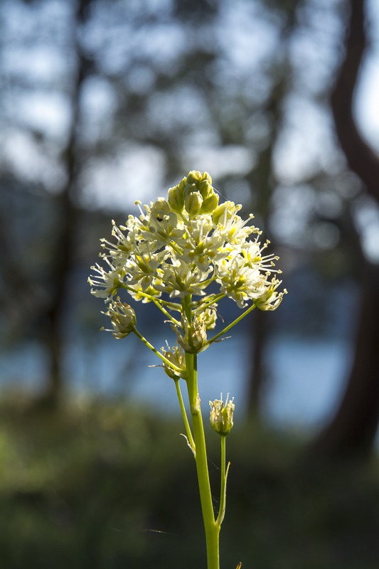 Death Camas