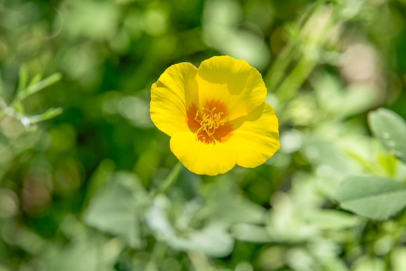 Mexican Gold Poppy
