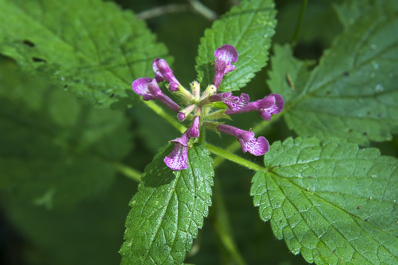 Mexican Hedge Nettle