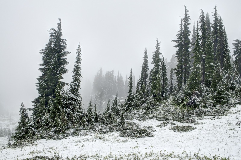 Winter Trees
