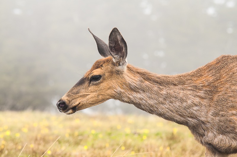 Columbian Black-tailed Doe