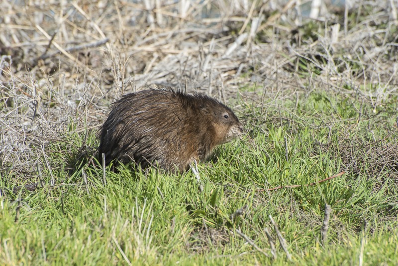 Muskrat