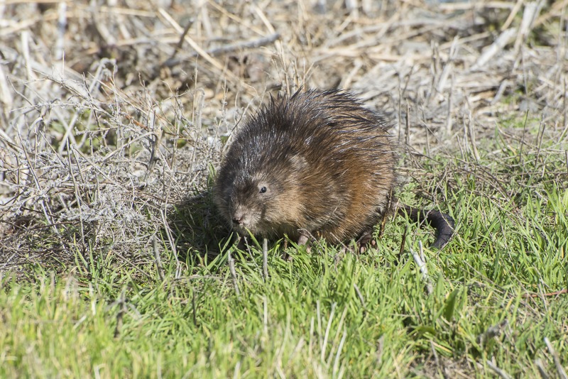 Muskrat