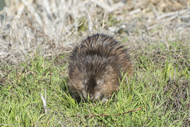 Muskrat