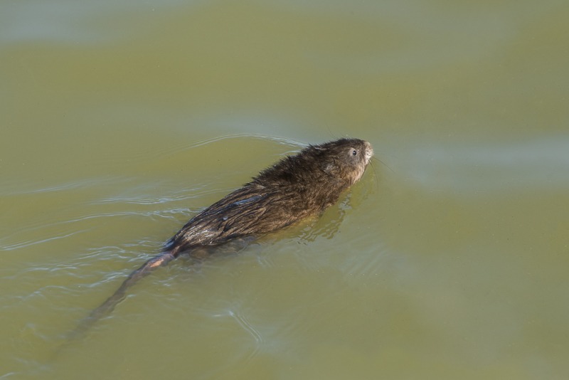 Swimming Muskrat