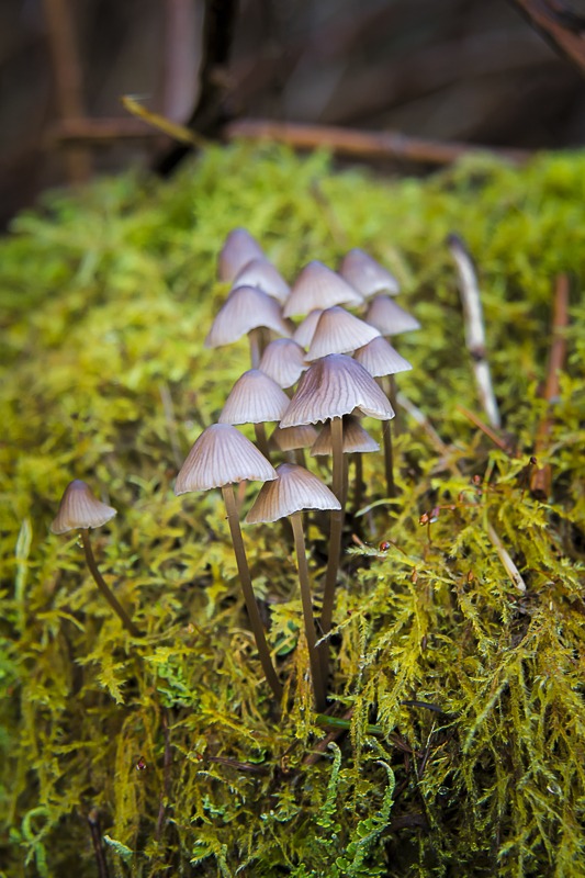 Mycena citrinomarginata