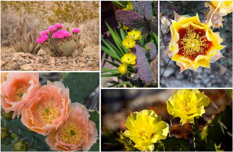 Opuntieae