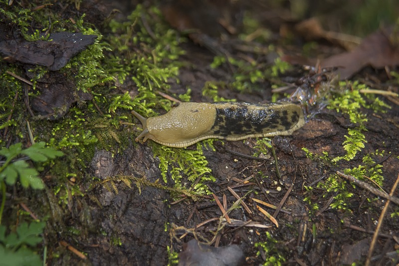 Pacific Banana Slug