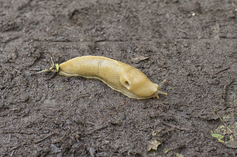 Pacific Banana Slug