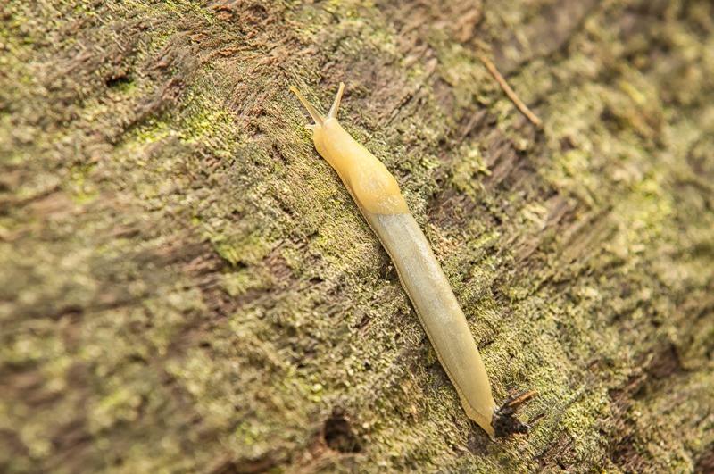 Pacific Banana Slug