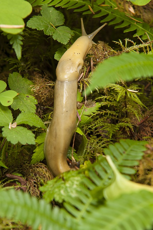 Pacific Banana Slug