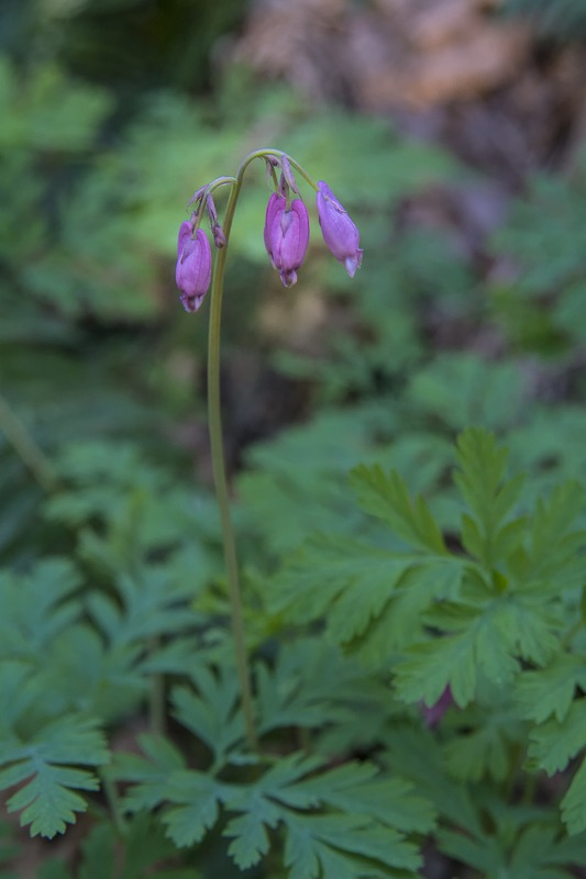 Pacific Bleeding Heart