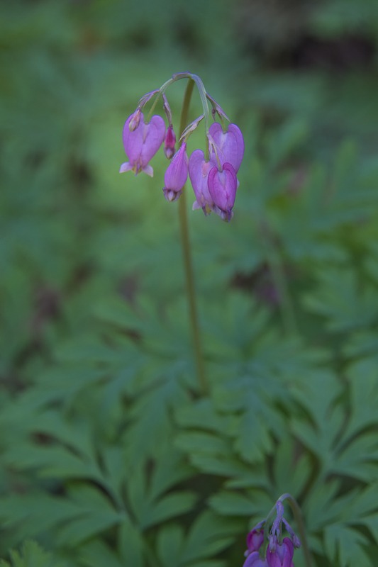 Pacific Bleeding Heart