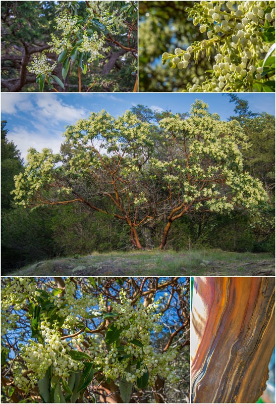 Pacific Madrone