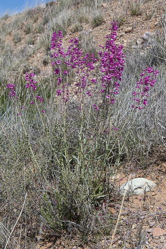 Parry's Penstemon