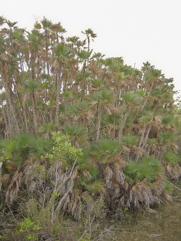 Paurotis Palm