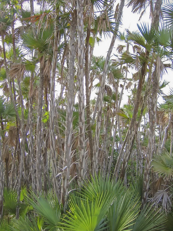Paurotis Palm