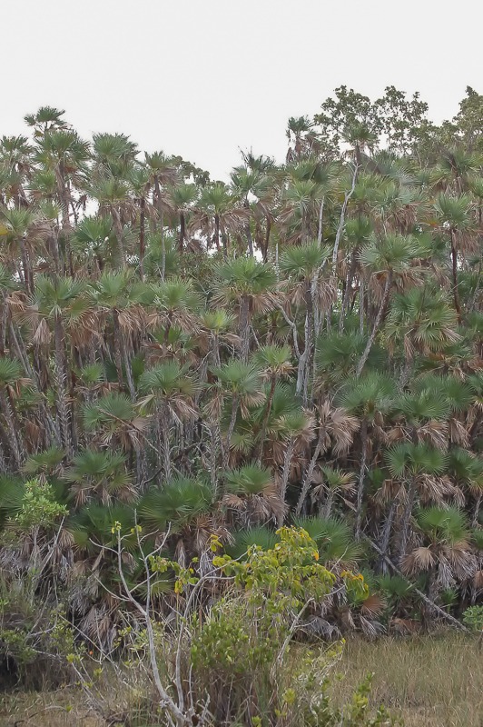 Paurotis Palm
