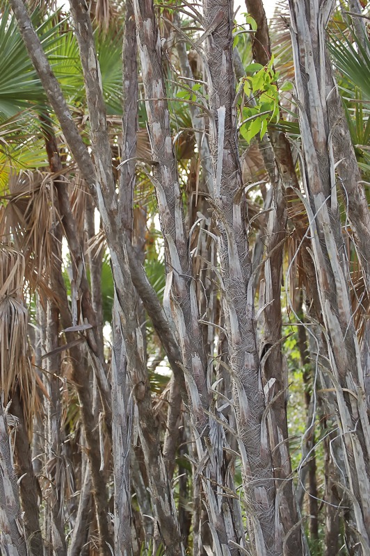 Paurotis Palm