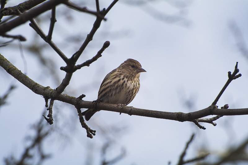 Pine Siskin
